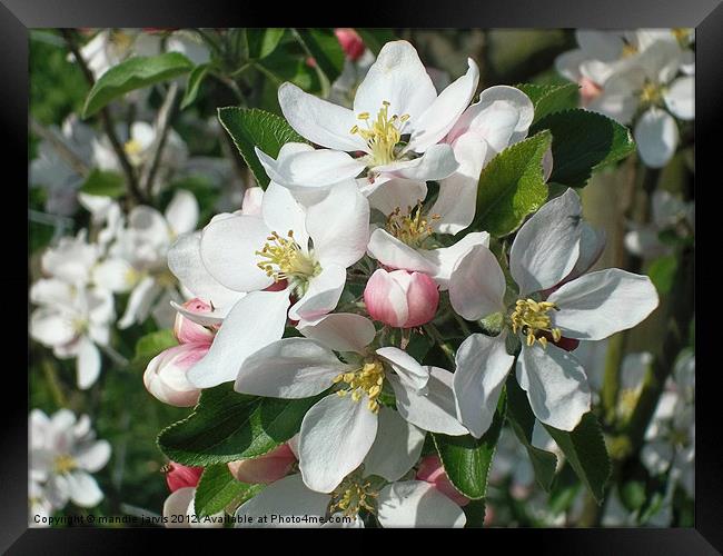 Apple Blossom Delight Framed Print by Mandie Jarvis