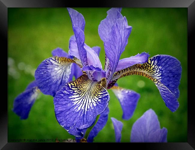 Iris Framed Print by Mandie Jarvis