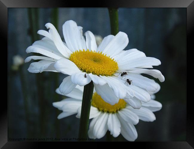 Daisy with Ants Framed Print by Mandie Jarvis