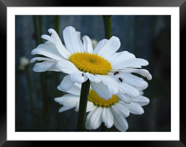 Daisy with Ants Framed Mounted Print by Mandie Jarvis
