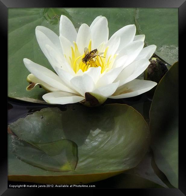 Water-lilly and Lilly pads Framed Print by Mandie Jarvis