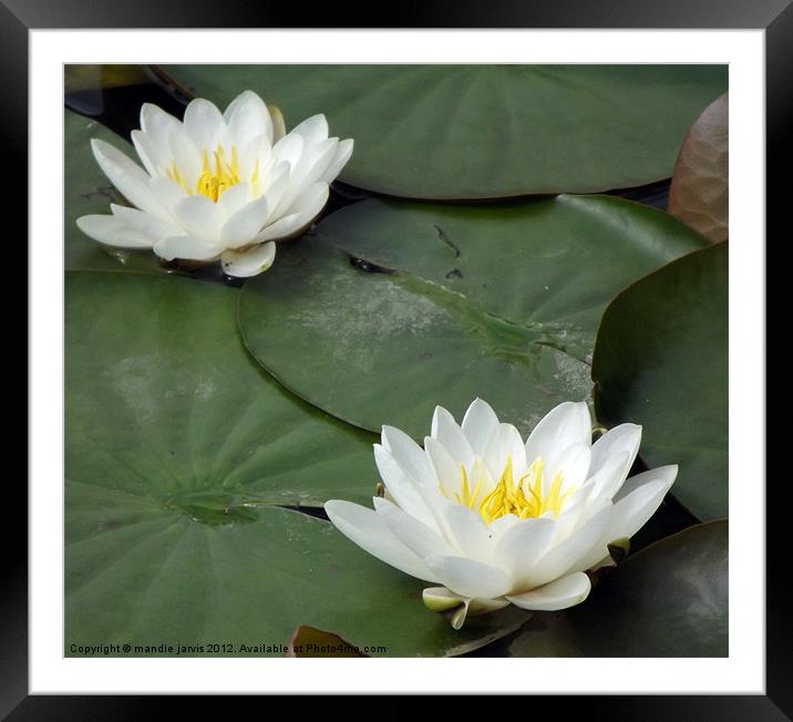 Water lilly duo Framed Mounted Print by Mandie Jarvis