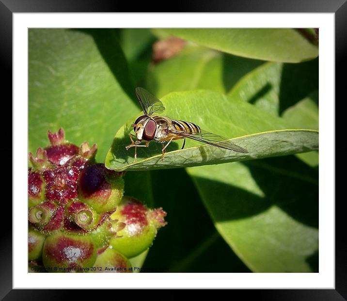 Hover fly resting Framed Mounted Print by Mandie Jarvis
