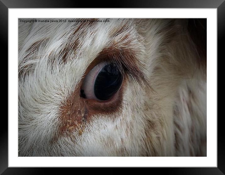 Lovely Long Lashes Framed Mounted Print by Mandie Jarvis