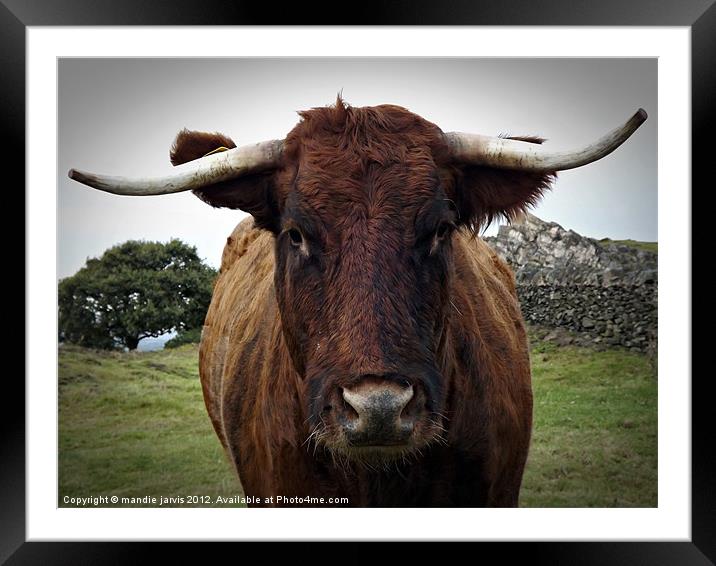 Big Brown Bull Framed Mounted Print by Mandie Jarvis