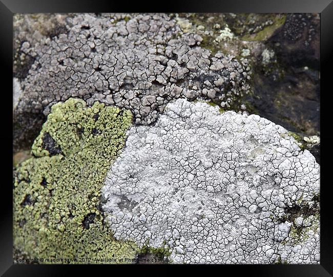 Tri-colour Lichens Framed Print by Mandie Jarvis