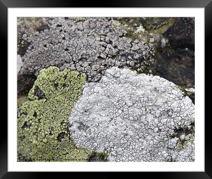 Tri-colour Lichens Framed Mounted Print by Mandie Jarvis