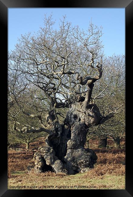 Curly Whirly Tree Framed Print by Mandie Jarvis