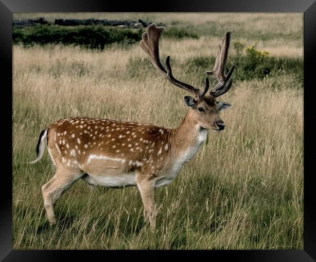 Deer Framed Print by Philip Carr