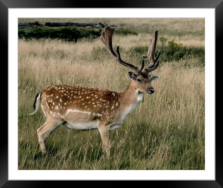 Deer Framed Mounted Print by Philip Carr