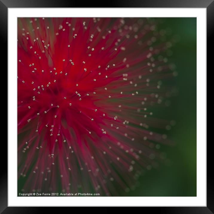 Photograph of a Calliandra flower Framed Mounted Print by Zoe Ferrie
