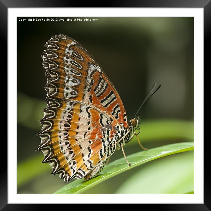 Resting Butterfly Framed Mounted Print by Zoe Ferrie