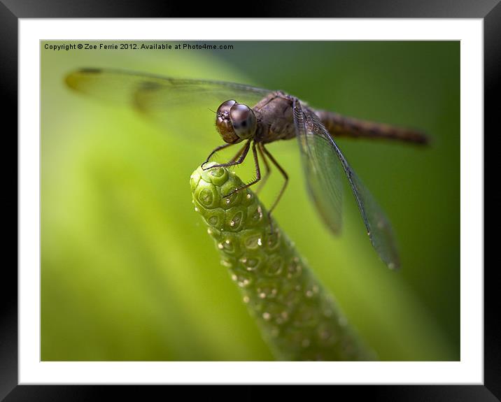 Macro of a Dragonfly - focus stacked image Framed Mounted Print by Zoe Ferrie