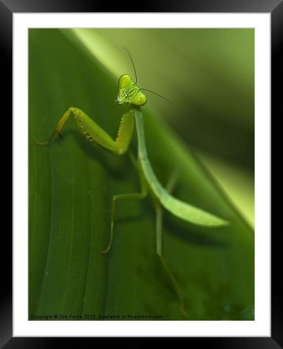 Green Praying Mantis Framed Mounted Print by Zoe Ferrie