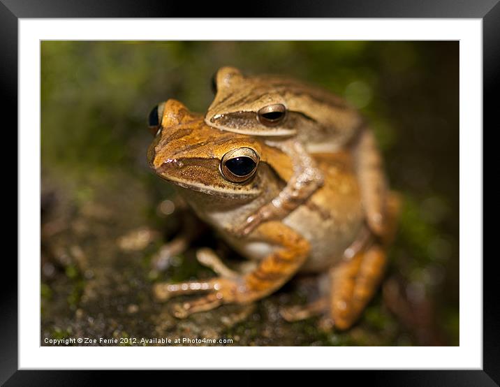 Amplexus - frogs mating Framed Mounted Print by Zoe Ferrie