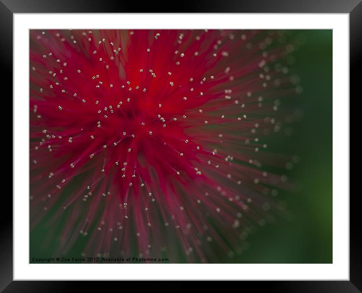 Calliandra Framed Mounted Print by Zoe Ferrie