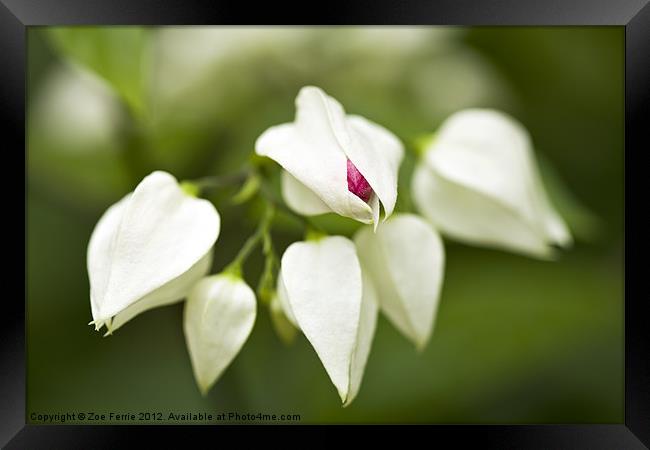 First Bud Framed Print by Zoe Ferrie