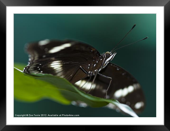 Resting Butterfly Framed Mounted Print by Zoe Ferrie