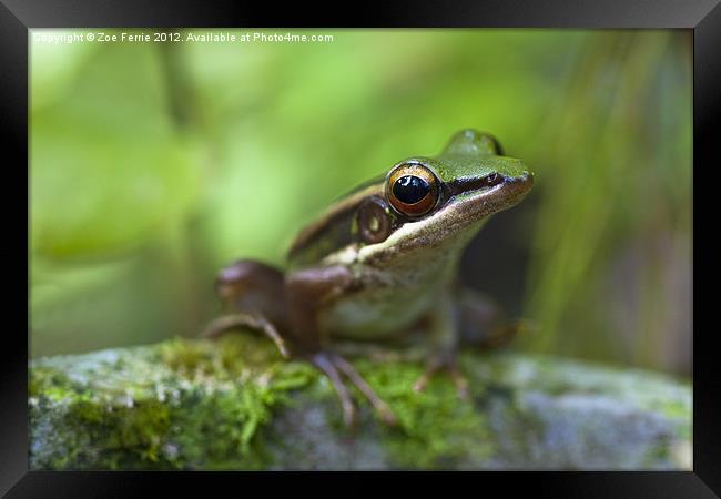 Common Greenback Frog Framed Print by Zoe Ferrie