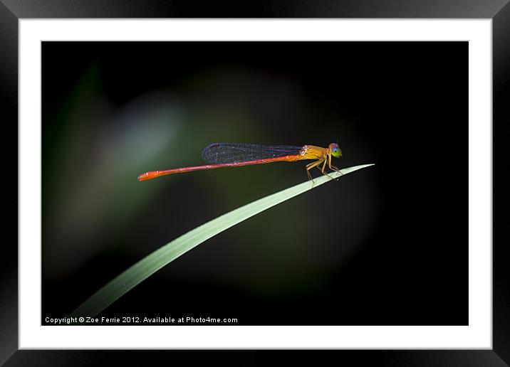 The Damselfly Framed Mounted Print by Zoe Ferrie