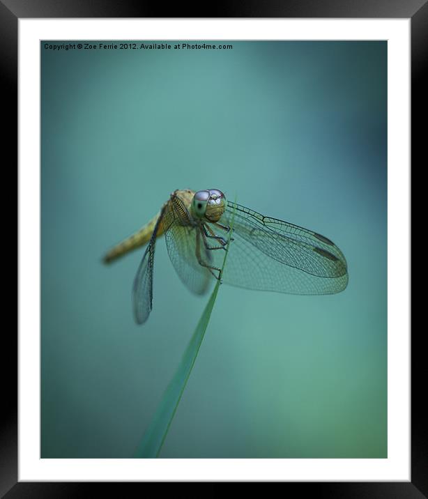 Dragonfly Framed Mounted Print by Zoe Ferrie