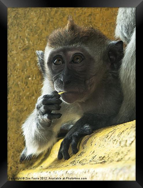 Macaque monkey at Batu Caves, Kuala Lumpur Framed Print by Zoe Ferrie