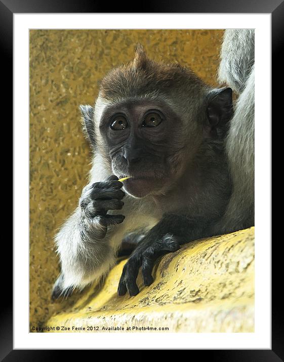 Macaque monkey at Batu Caves, Kuala Lumpur Framed Mounted Print by Zoe Ferrie
