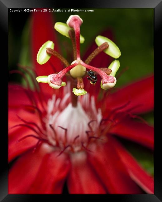 Bee collecting pollen on a Passiflora flower Framed Print by Zoe Ferrie