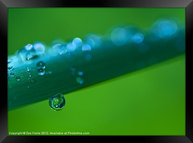 Waterdrops after the Storm Framed Print by Zoe Ferrie