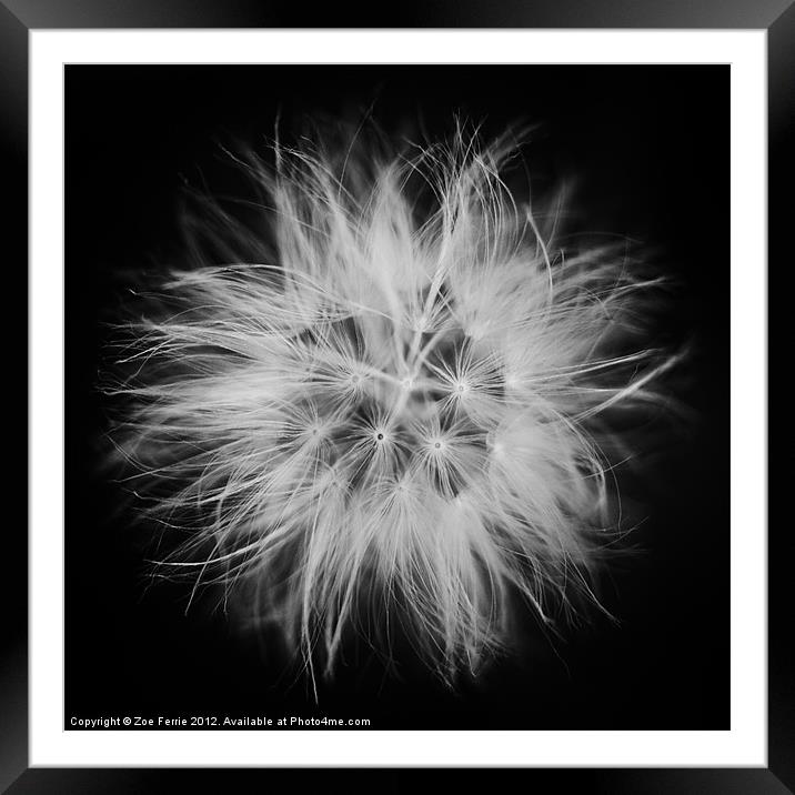 Dandelion in B&W II Framed Mounted Print by Zoe Ferrie