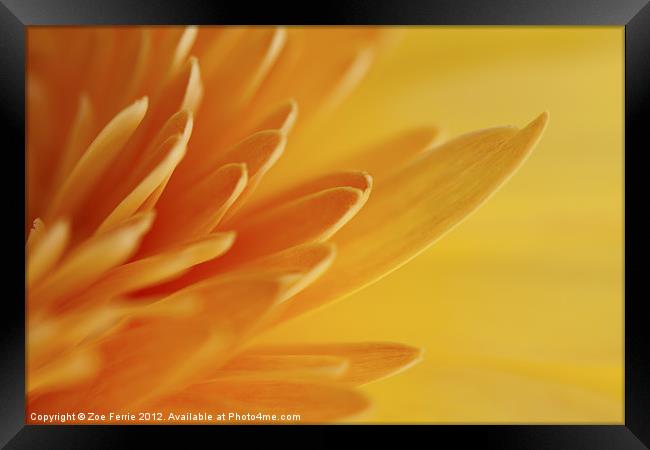 Yellow Gerbera Petals II Framed Print by Zoe Ferrie