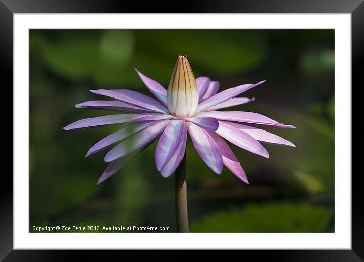 Waterlily Framed Mounted Print by Zoe Ferrie