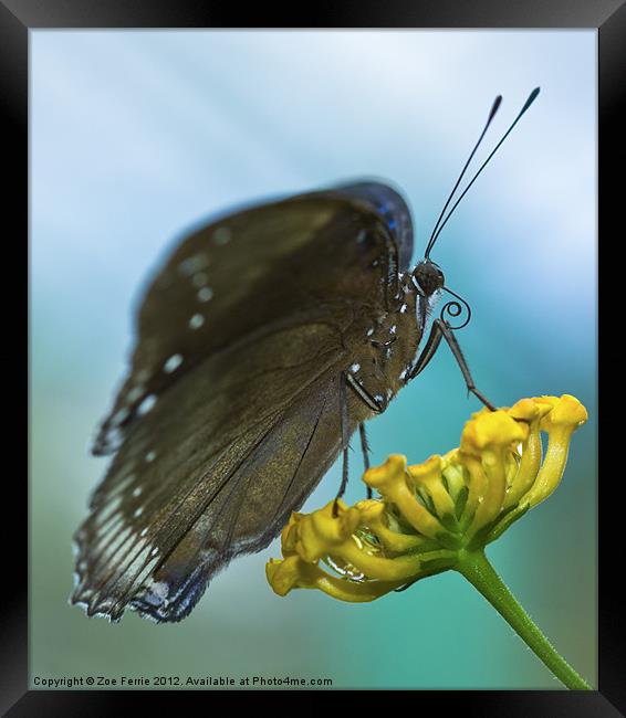 Butterfly on a Flower Framed Print by Zoe Ferrie