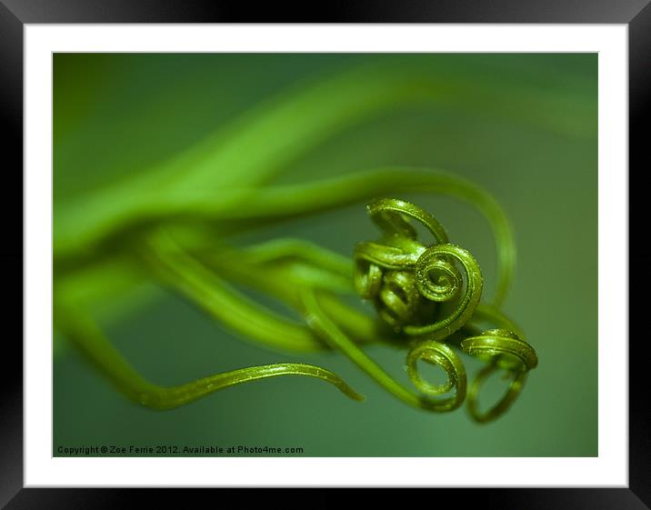 Macro photograph of new tendrils on a fern. Framed Mounted Print by Zoe Ferrie