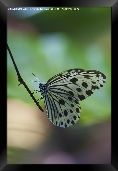 The Paper Kite Butterfly Framed Print by Zoe Ferrie