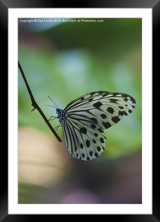 The Paper Kite Butterfly Framed Mounted Print by Zoe Ferrie