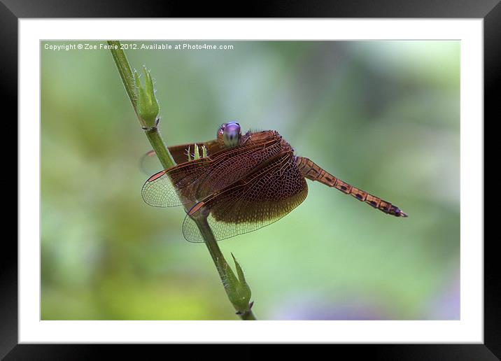 Dragonfly on a Leaf Framed Mounted Print by Zoe Ferrie