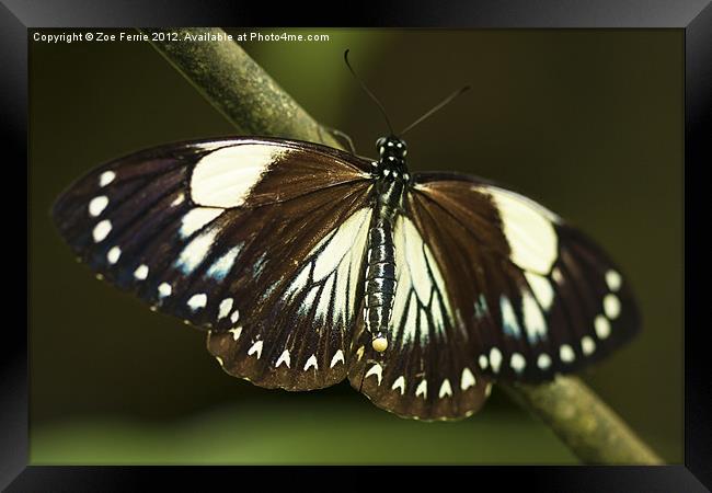 Butterfly laying her Eggs Framed Print by Zoe Ferrie