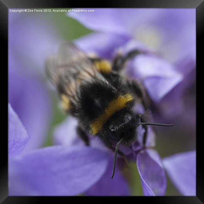 A Busy Bee Framed Print by Zoe Ferrie