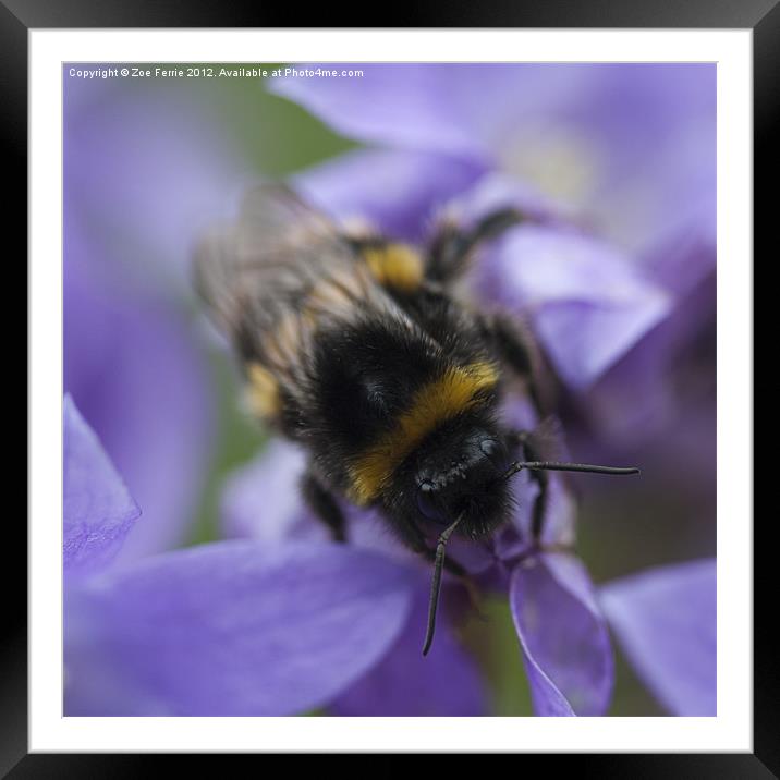 A Busy Bee Framed Mounted Print by Zoe Ferrie