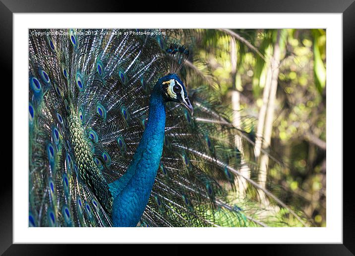 Male Peacock Framed Mounted Print by Zoe Ferrie