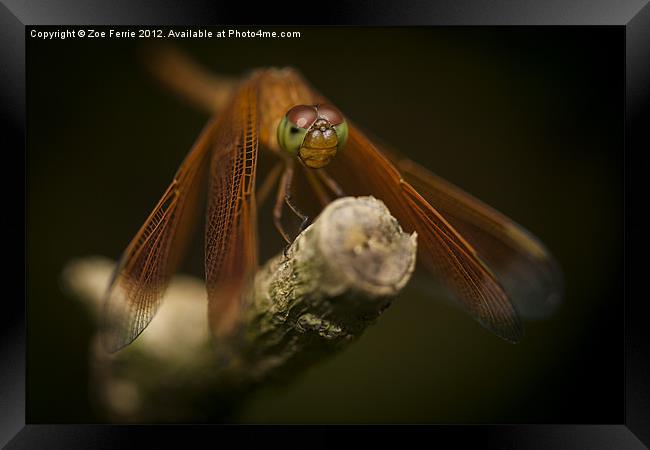 Macro photograph of a Dragonfly on a Twig Framed Print by Zoe Ferrie