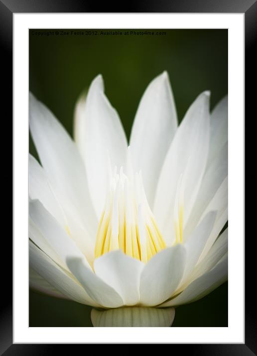 Macro photograph of a white & yellow Water Lily Framed Mounted Print by Zoe Ferrie