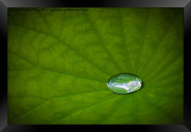 Water Drop on a Leaf Framed Print by Zoe Ferrie