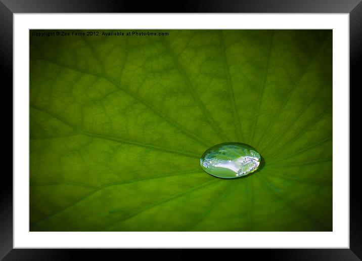 Water Drop on a Leaf Framed Mounted Print by Zoe Ferrie