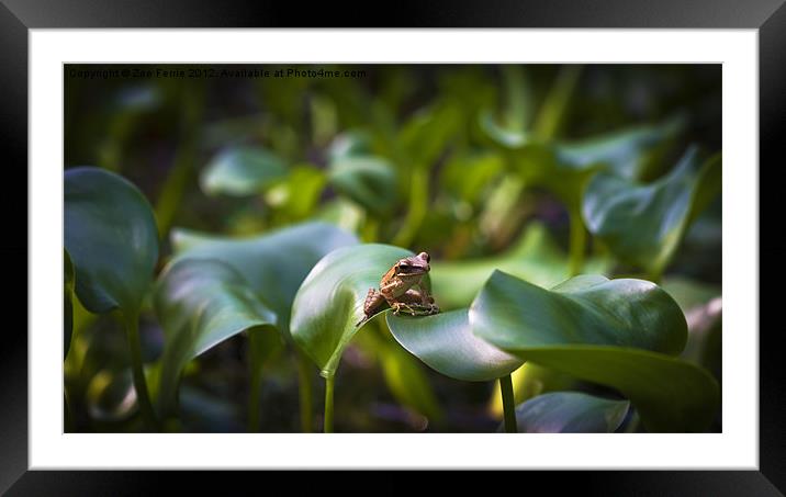 Patience Framed Mounted Print by Zoe Ferrie