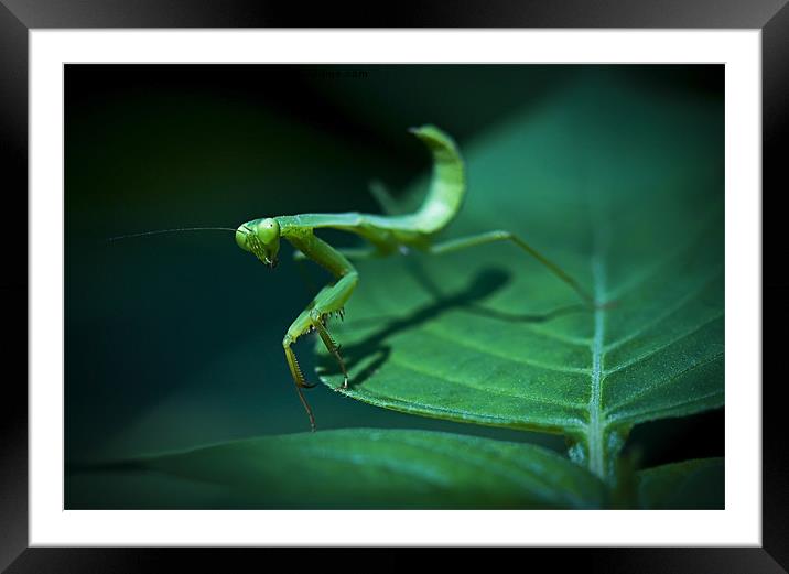 Walking Mantis Framed Mounted Print by Zoe Ferrie