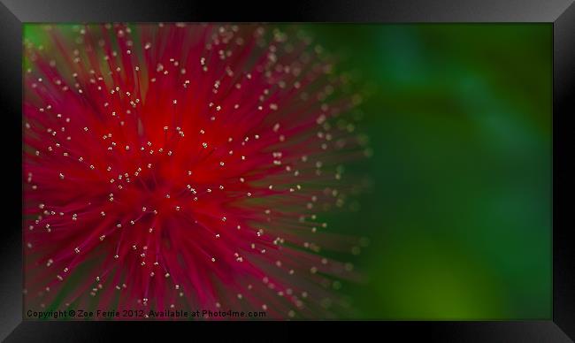 Calliandra Framed Print by Zoe Ferrie