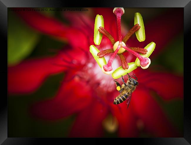 Macro photograph of a bee collecting pollen. Framed Print by Zoe Ferrie