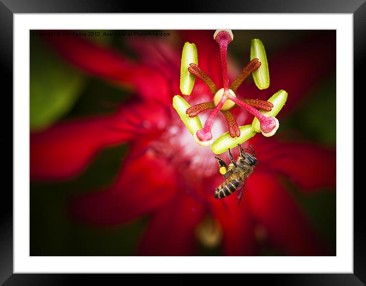 Macro photograph of a bee collecting pollen. Framed Mounted Print by Zoe Ferrie